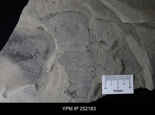 Eurypterus sp.