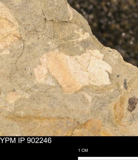 undet. Inoceramidae