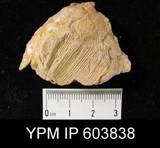 undet. Brachiopoda