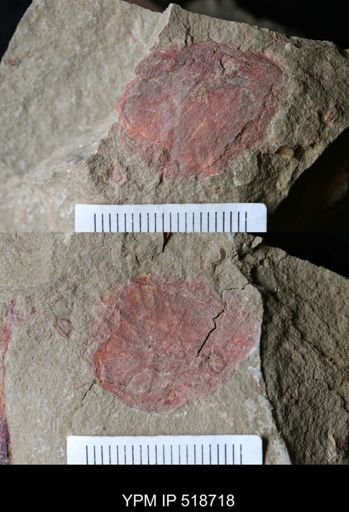 undet. Arthropoda