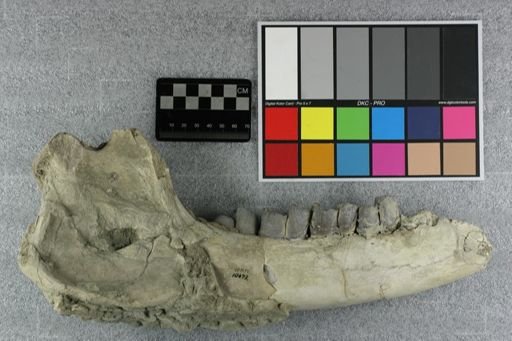 Subhyracodon occidentalis