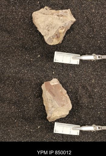 undet. Scaphitidae
