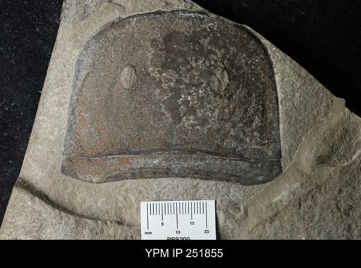 Eurypterus sp.
