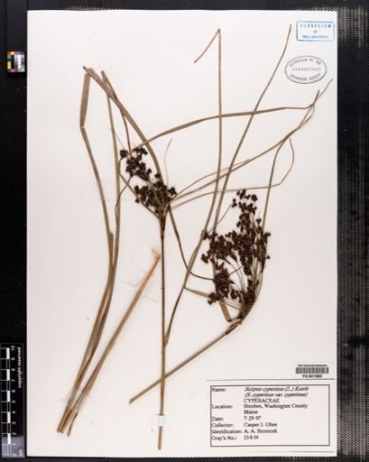 Scirpus cyperinus
