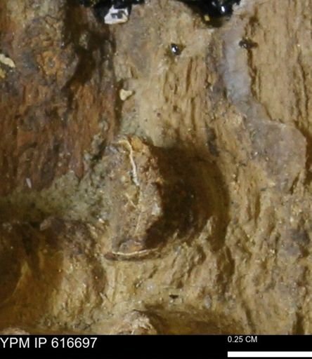 Teredo sp.