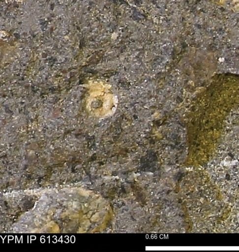 Scaphites sp.