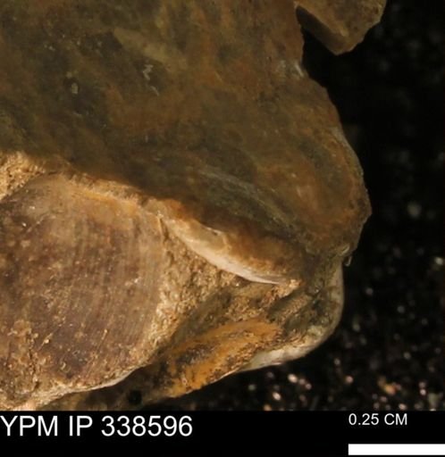 Protocardia subquadrata