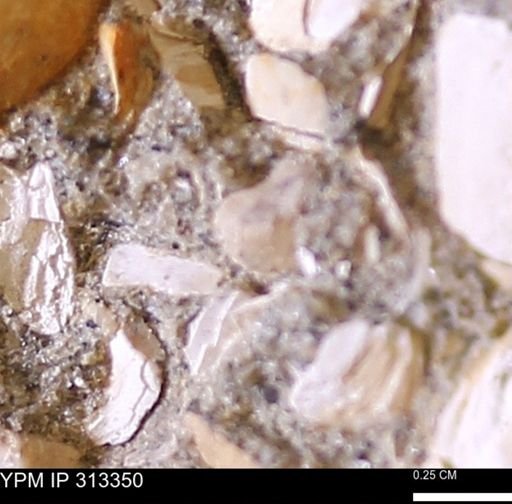 Corbicula sp.