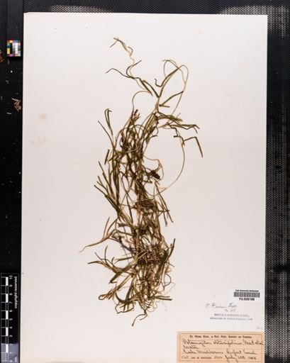 Potamogeton friesii