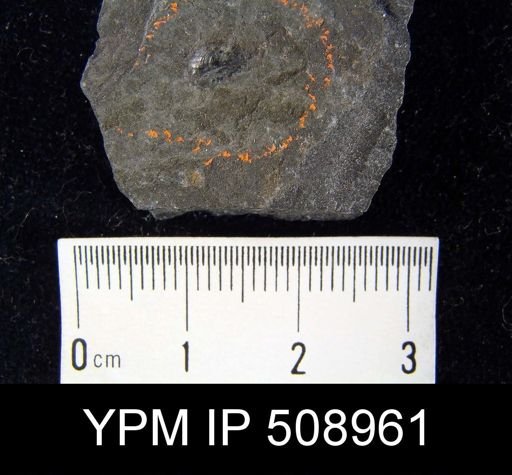 Lingulella sp.