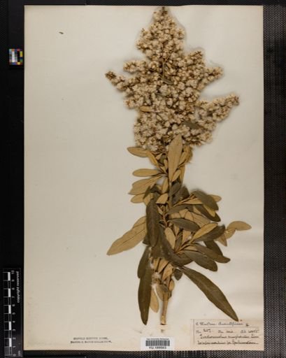 Plantae