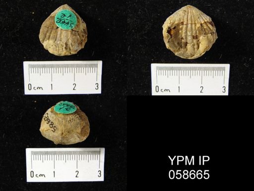 Uncinulus nucleolatus