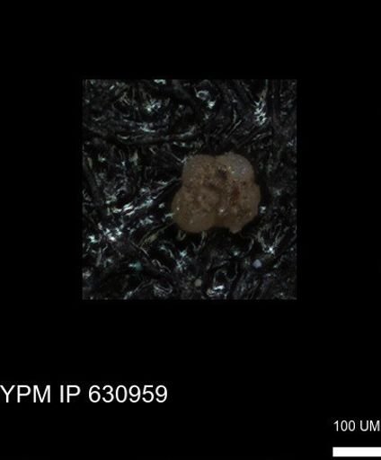 undet. Globigerinina