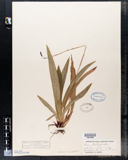 Carex plantaginea