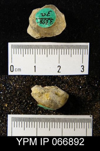 Productella hallana