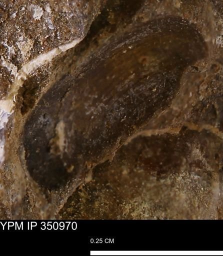undet. Mollusca