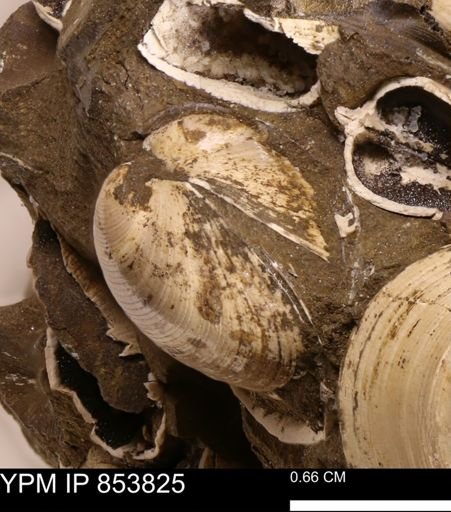 Limopsis striatopunctatus