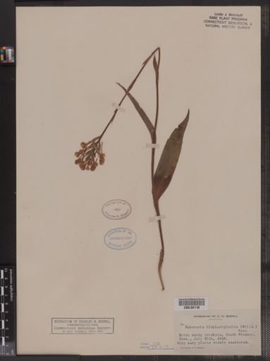 Habenaria blephariglottis