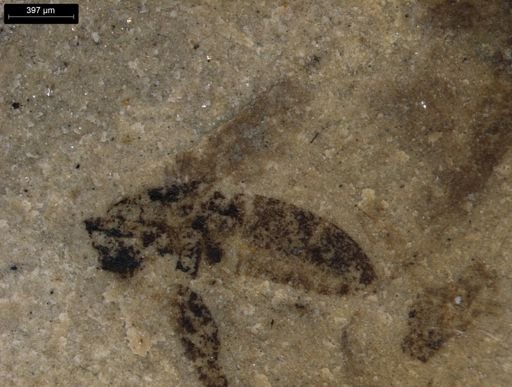 taxon undetermined