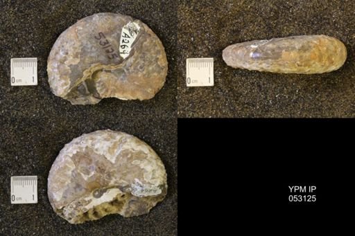 Discoscaphites conradi