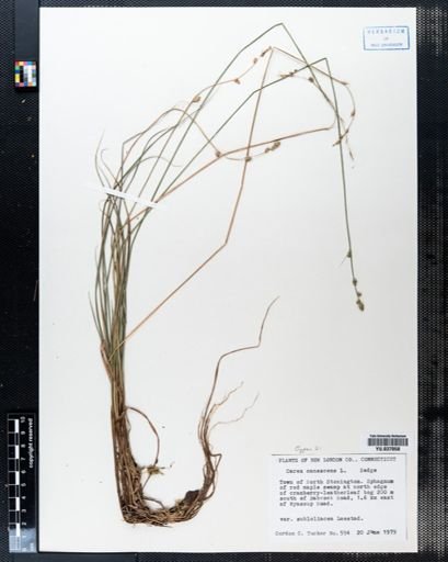 Carex canescens