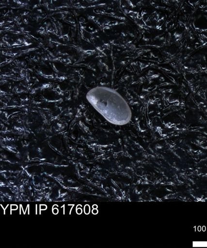 undet. Ostracoda