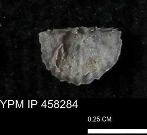 Chonetes mucronatus