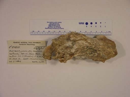 Moeritherium lyonsi