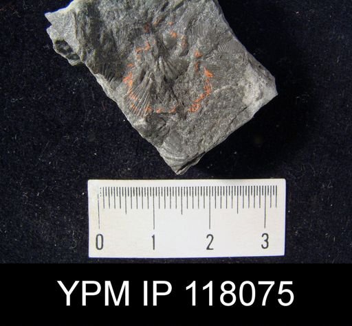 Spirifer subsulcatus
