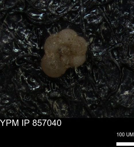 undet. Foraminiferida