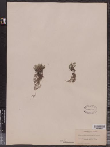 Selaginella rupestris