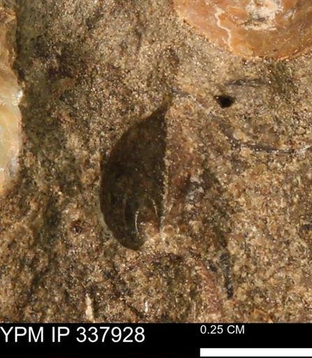 undet. Mollusca