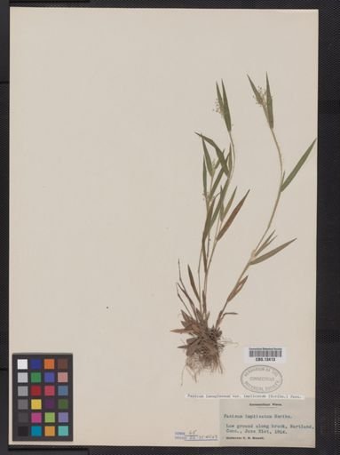 Panicum lanuginosum
