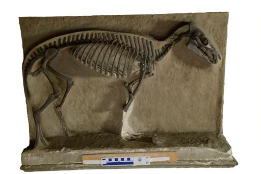 Orohippus