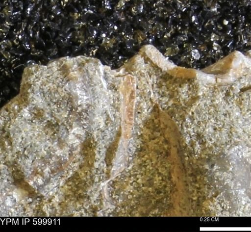 undet. Bivalvia