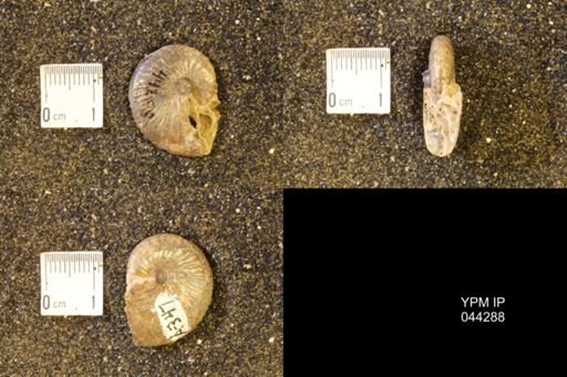 Hoploscaphites comprimus
