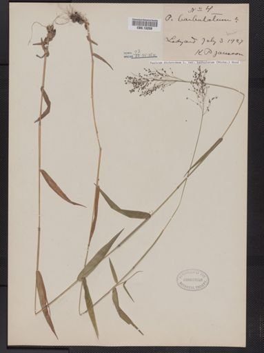 Panicum dichotomum
