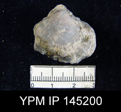 Athyris cf. capillata