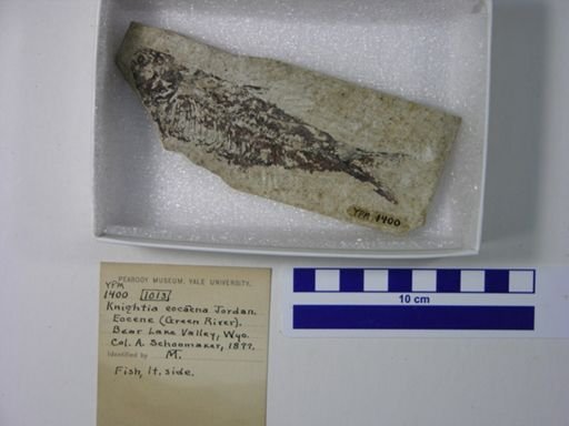 Knightia eocaena