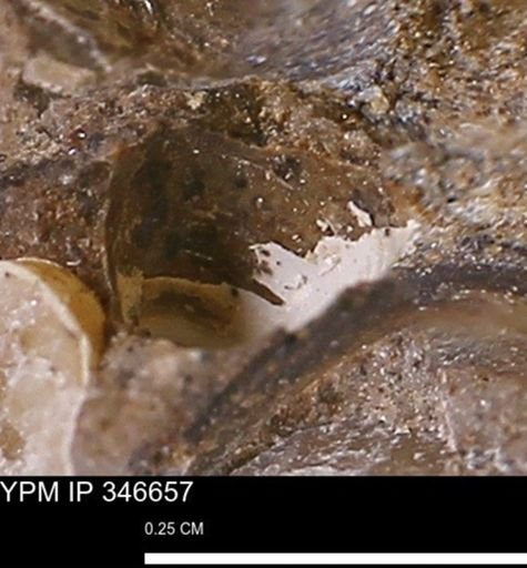 undet. Mollusca