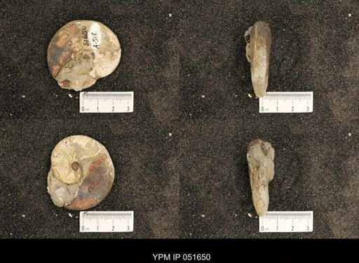 Hoploscaphites nicolletii