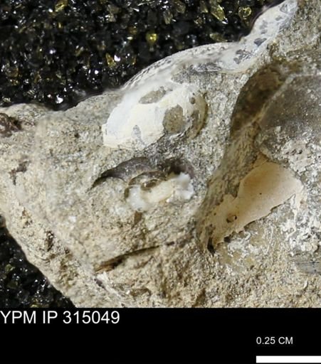 undet. Bivalvia