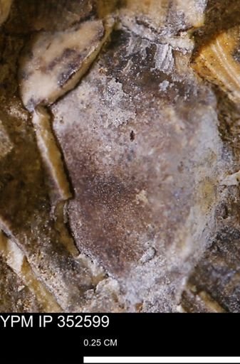 undet. Bivalvia