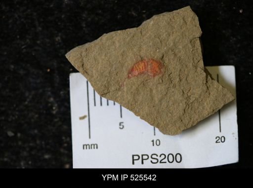 undet. Synziphosurina