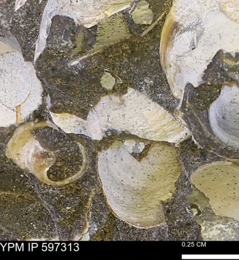Limopsis striatopunctatus