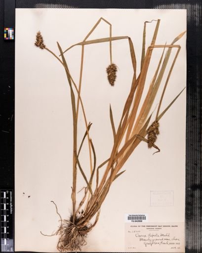 Carex stipata