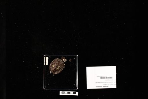 Mauremys annamensis
