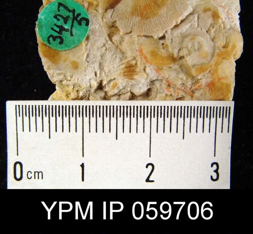 Pholidops sp.