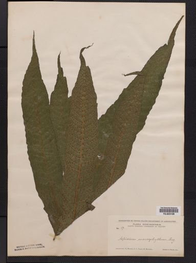 Tectaria