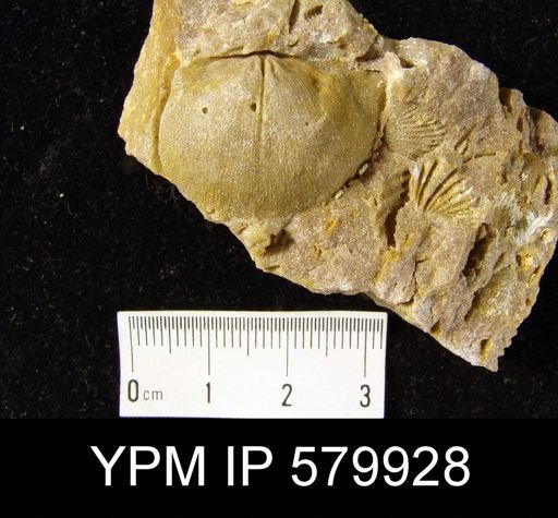 Eodevonaria sp.